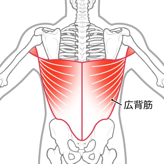Back view highlighting the latissimus dorsi muscles in red on a skeletal torso diagram.