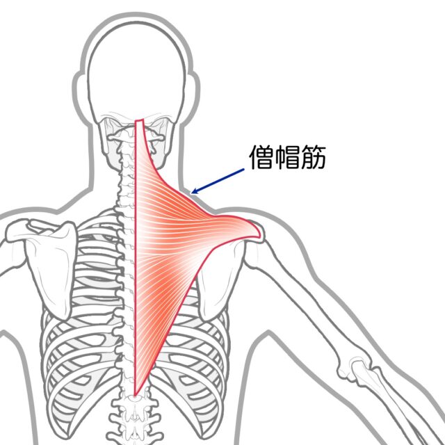 Back view highlighting the trapezius muscle in red from neck to shoulder.