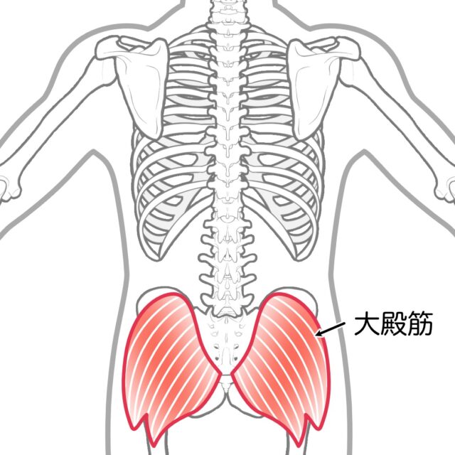 Posterior view of the pelvis and spine with both gluteus maximus muscles highlighted in red.