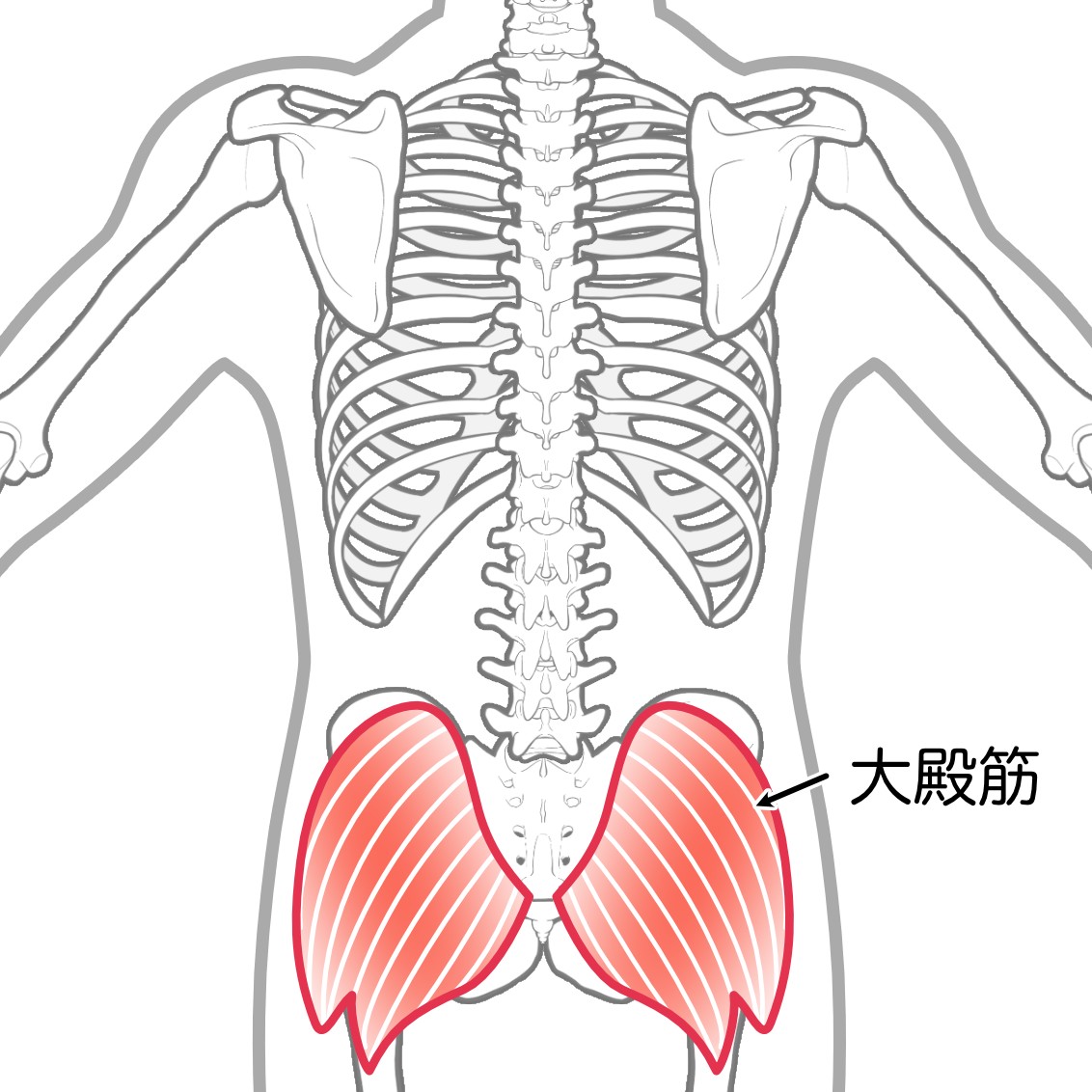 大臀筋（お尻）