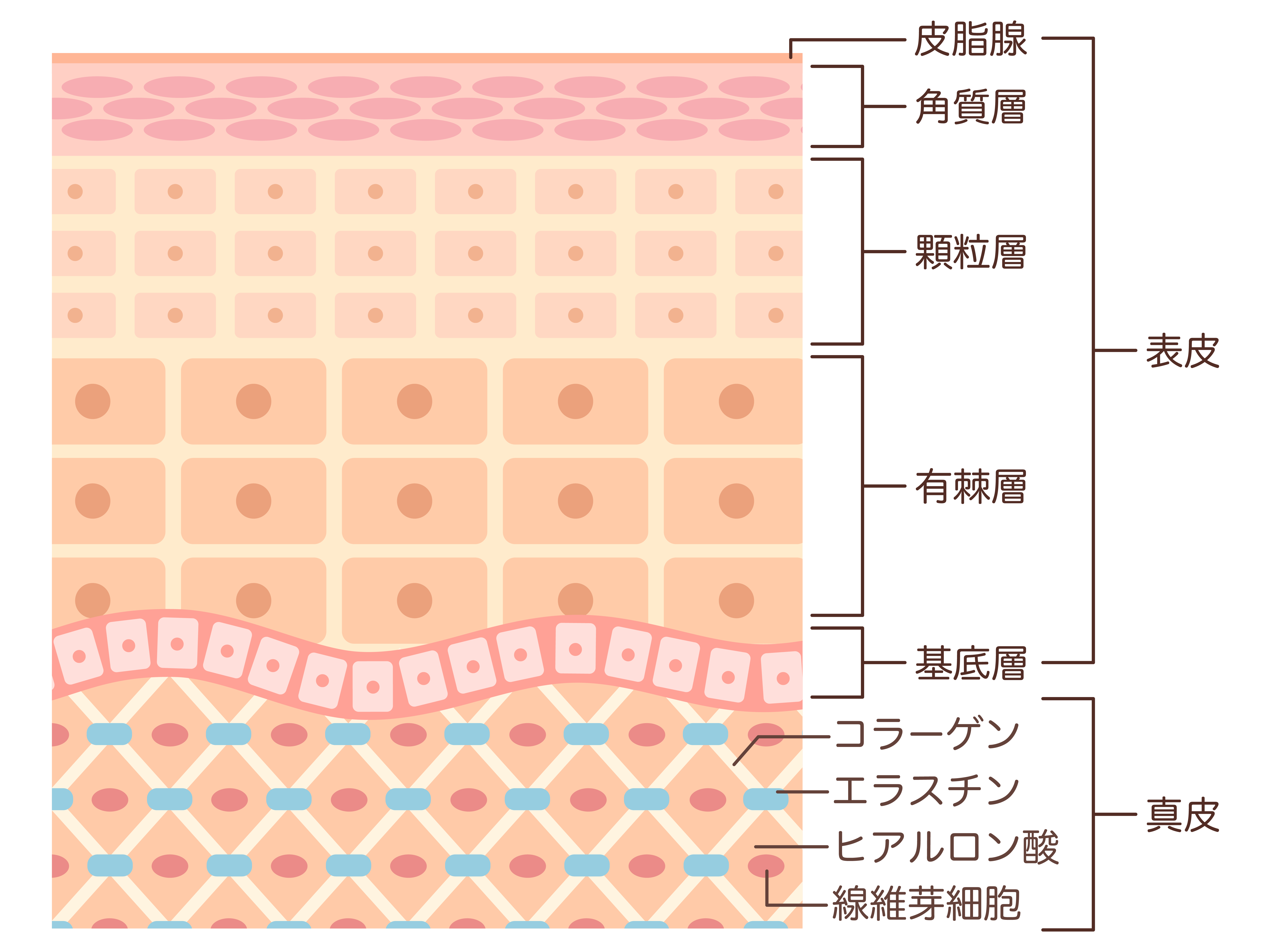 皮膚の断面図（表皮・真皮・皮下組織）