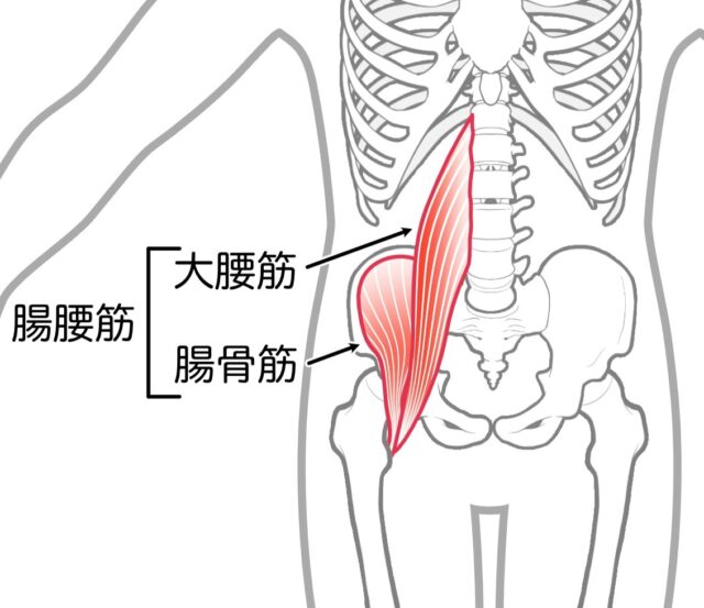 An anatomical diagram of the hip flexor muscles, highlighting the iliopsoas group (psoas major and iliacus) near the pelvis and femur.