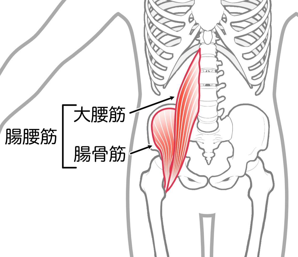 腸腰筋の図