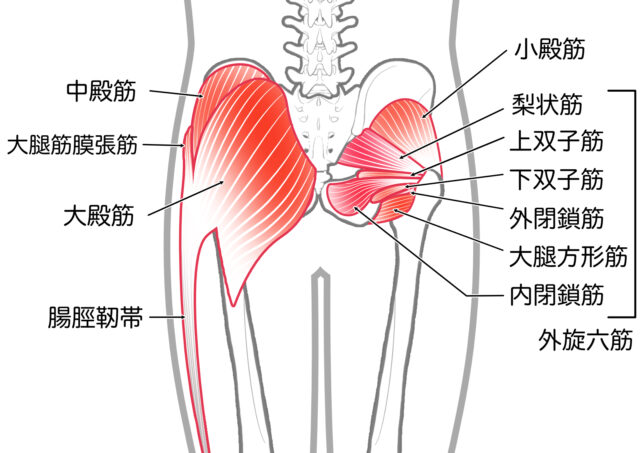 臀部與大腿解剖圖，標示臀大肌、臀中肌、腸骨髂帶及臀部深層外旋肌群（梨狀肌、上/下雙子肌、外閉鎖肌、內閉鎖肌、外旋六筋、大腿方形肌等）及腸腱帶。