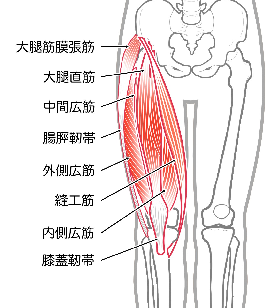 大腿四頭筋（前もも）