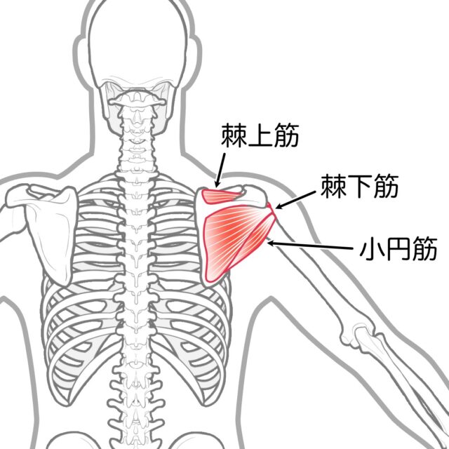 An anatomical illustration of the shoulder highlighting three rotator cuff muscles: supraspinatus, infraspinatus, and teres minor.