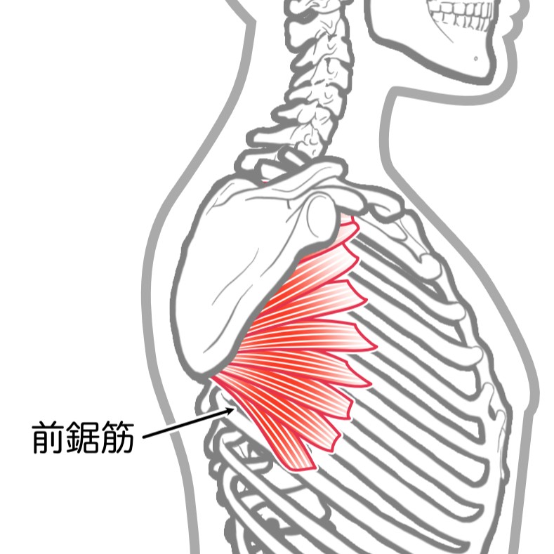 前鋸筋