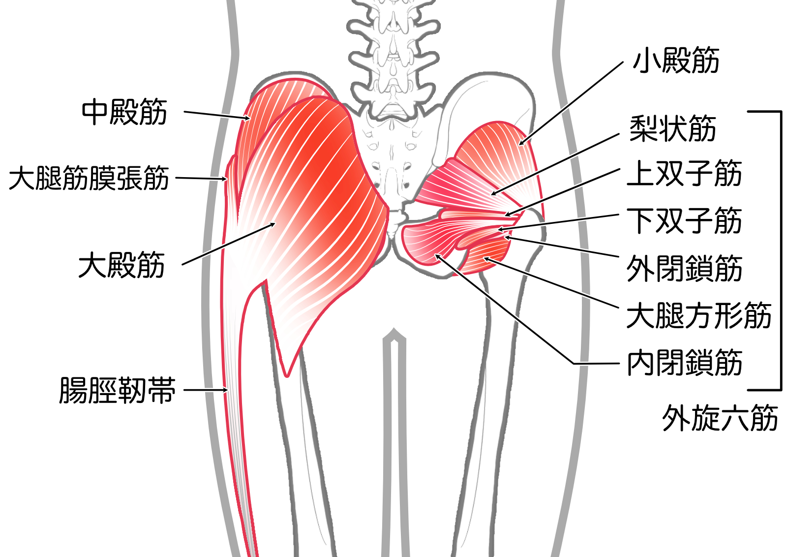 股関節まわりの筋肉（大殿筋・中殿筋・小殿筋・外旋六筋）