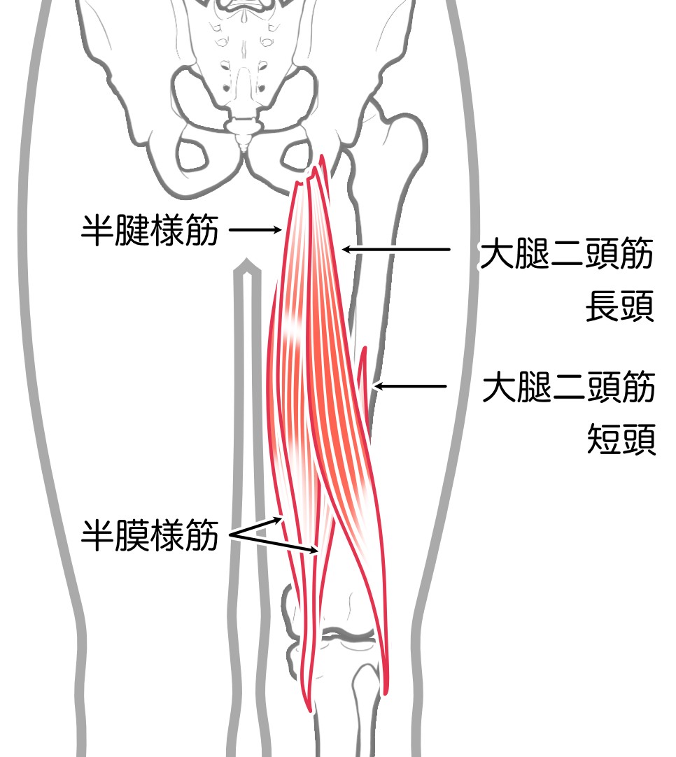 ハムストリングス（大腿二頭筋・半腱様筋・半膜様筋）